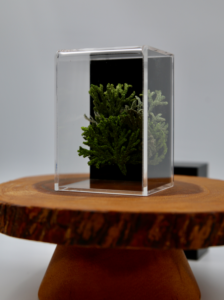 Green Seaweed 3D Thread Sculpture.
