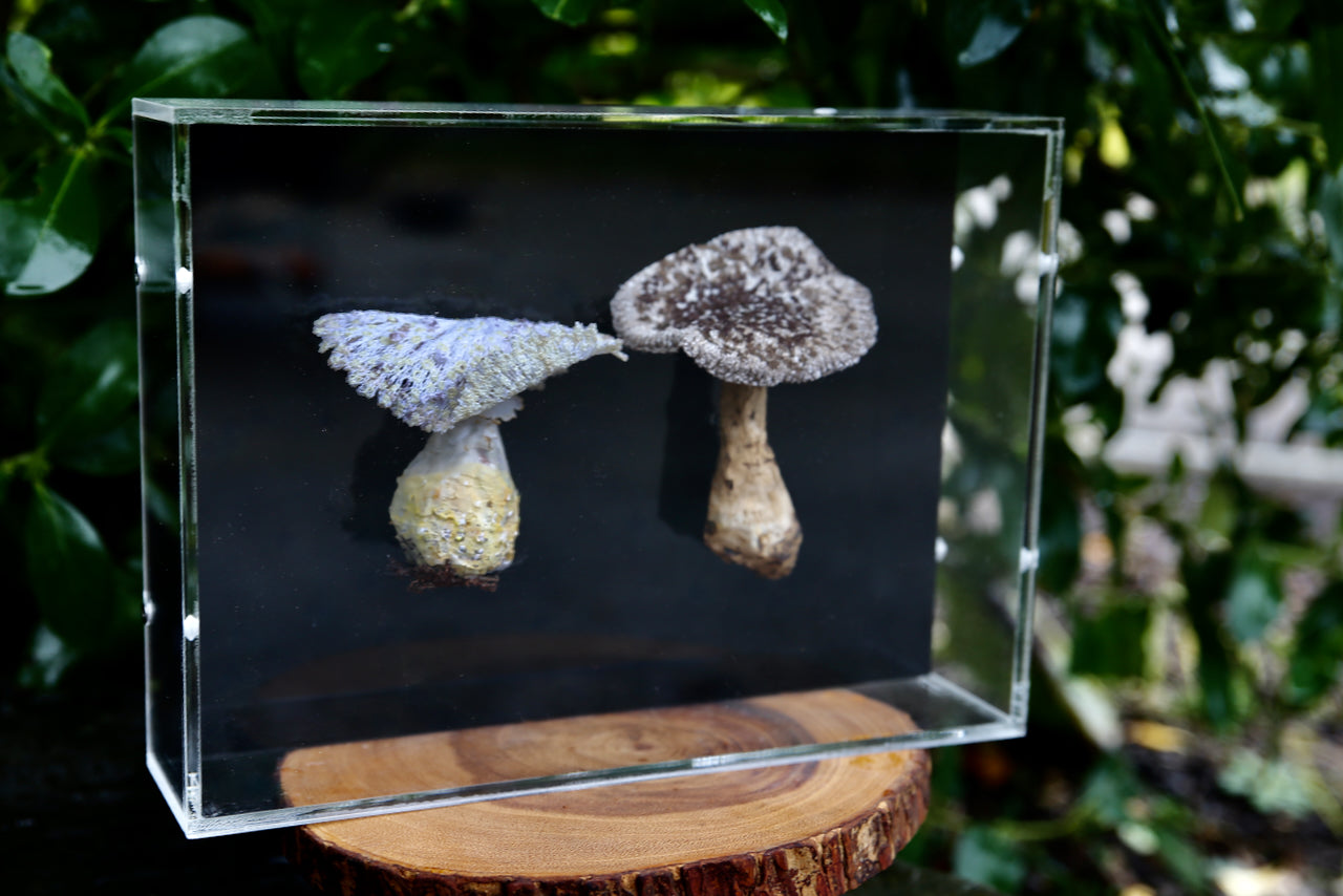 Amanita fungi 3D sculptural embroidery.