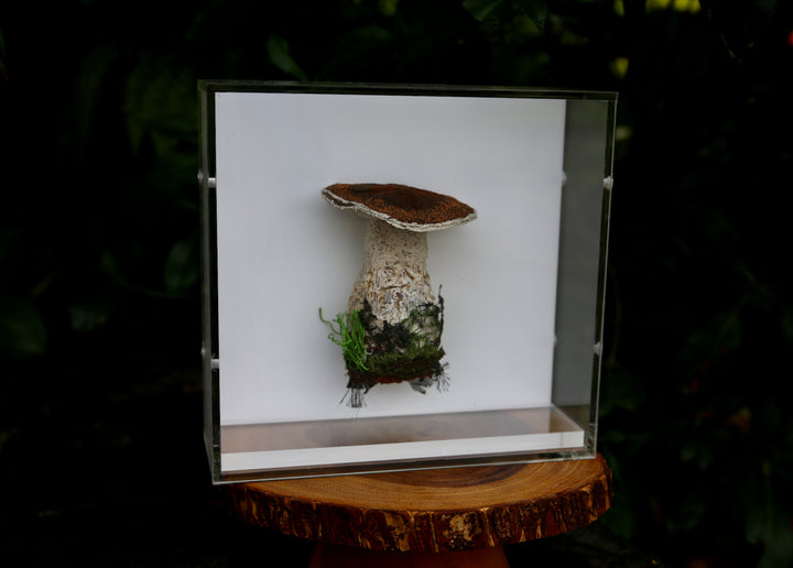 Birch Bolete fungi  3D Thread Sculpture.