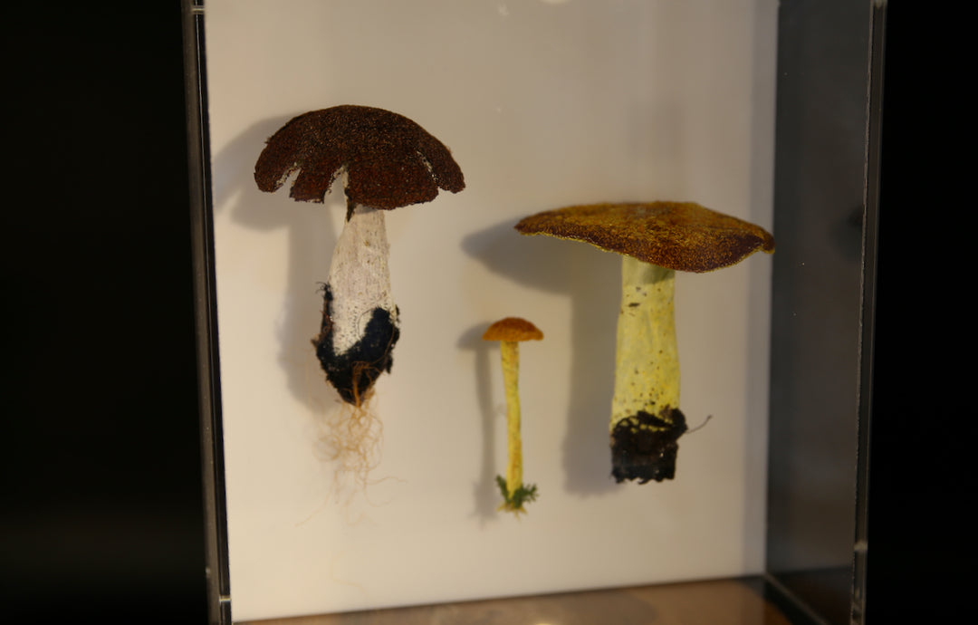 Fungi of New Zealand #2 3D Thread Sculpture.