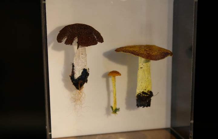 Fungi of New Zealand #2 3D Thread Sculpture.