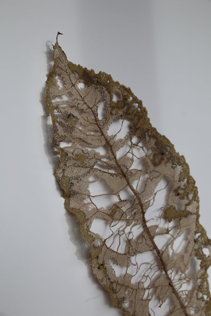 Large Māhoe Leaf skeleton. 3D Thread Sculpture #2.