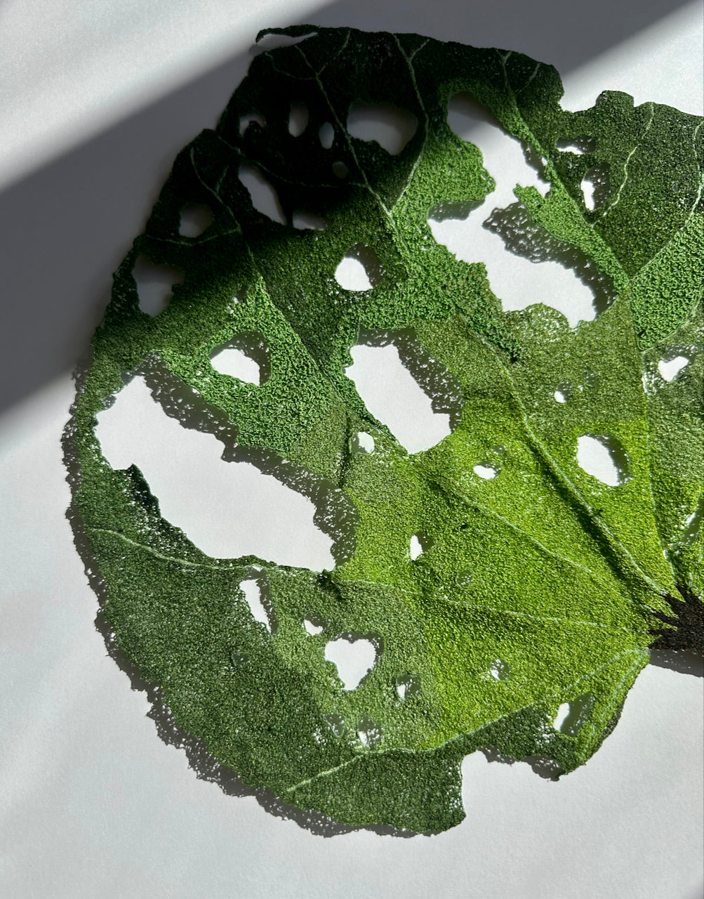 Giant Kawakawa Leaf 3D Thread Sculpture #4.