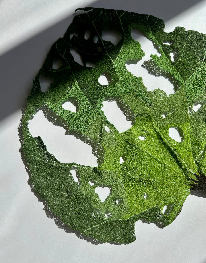 Giant Kawakawa Leaf 3D Thread Sculpture #4.