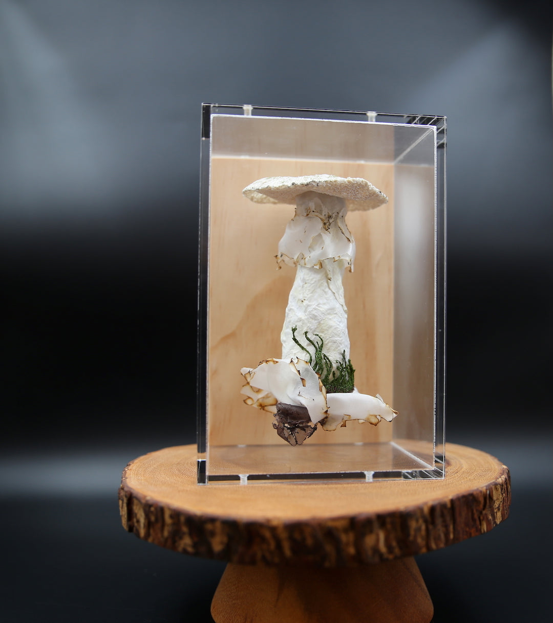 Deathcap Fungi 3D Thread Sculpture #5.