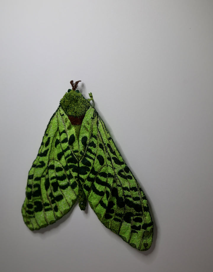 Puriri Moth 3D Thread Sculpture #3.