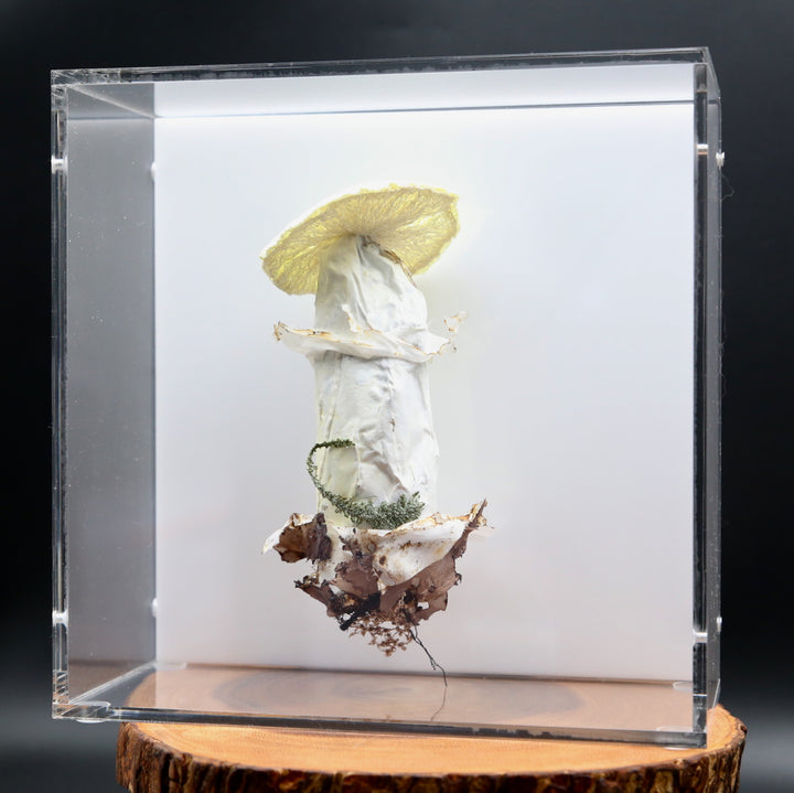 Deathcap Fungi 3D Thread Sculpture #6.