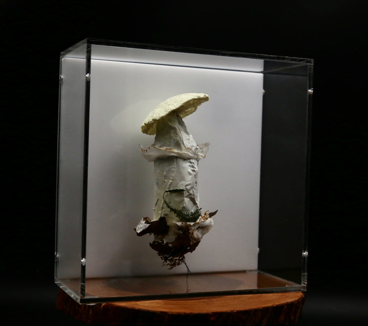 Deathcap Fungi 3D Thread Sculpture #6.
