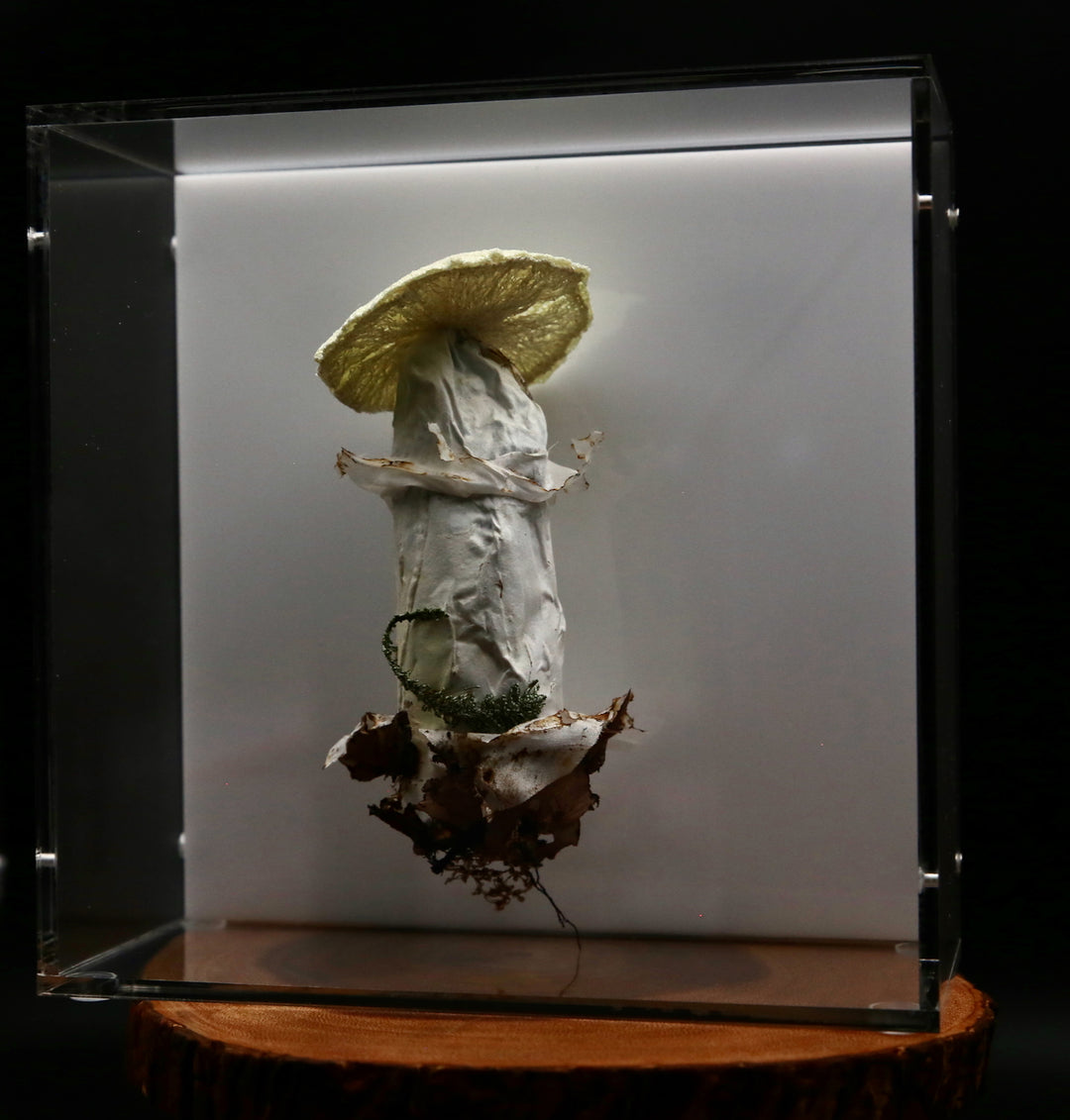 Deathcap Fungi 3D Thread Sculpture #6.