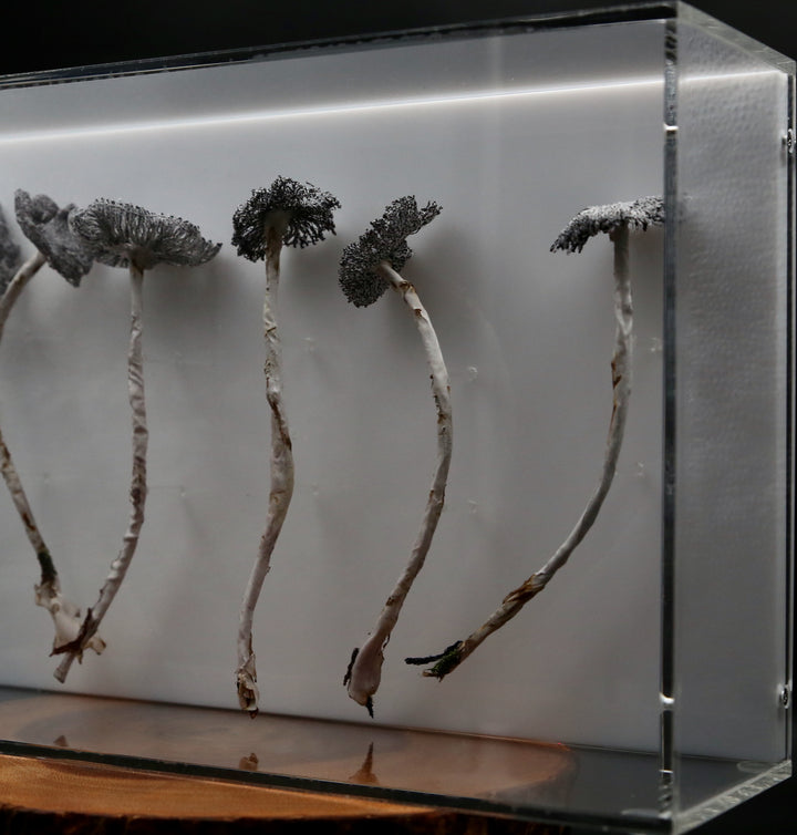 Inkcap Fungi 3D Thread Sculpture #3.