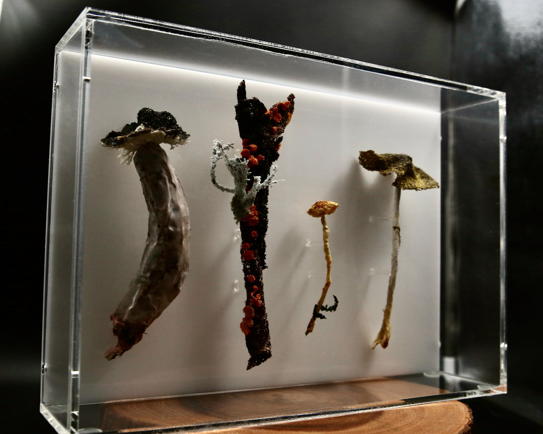 Fungi of New Zealand 3D Thread Sculpture #11.