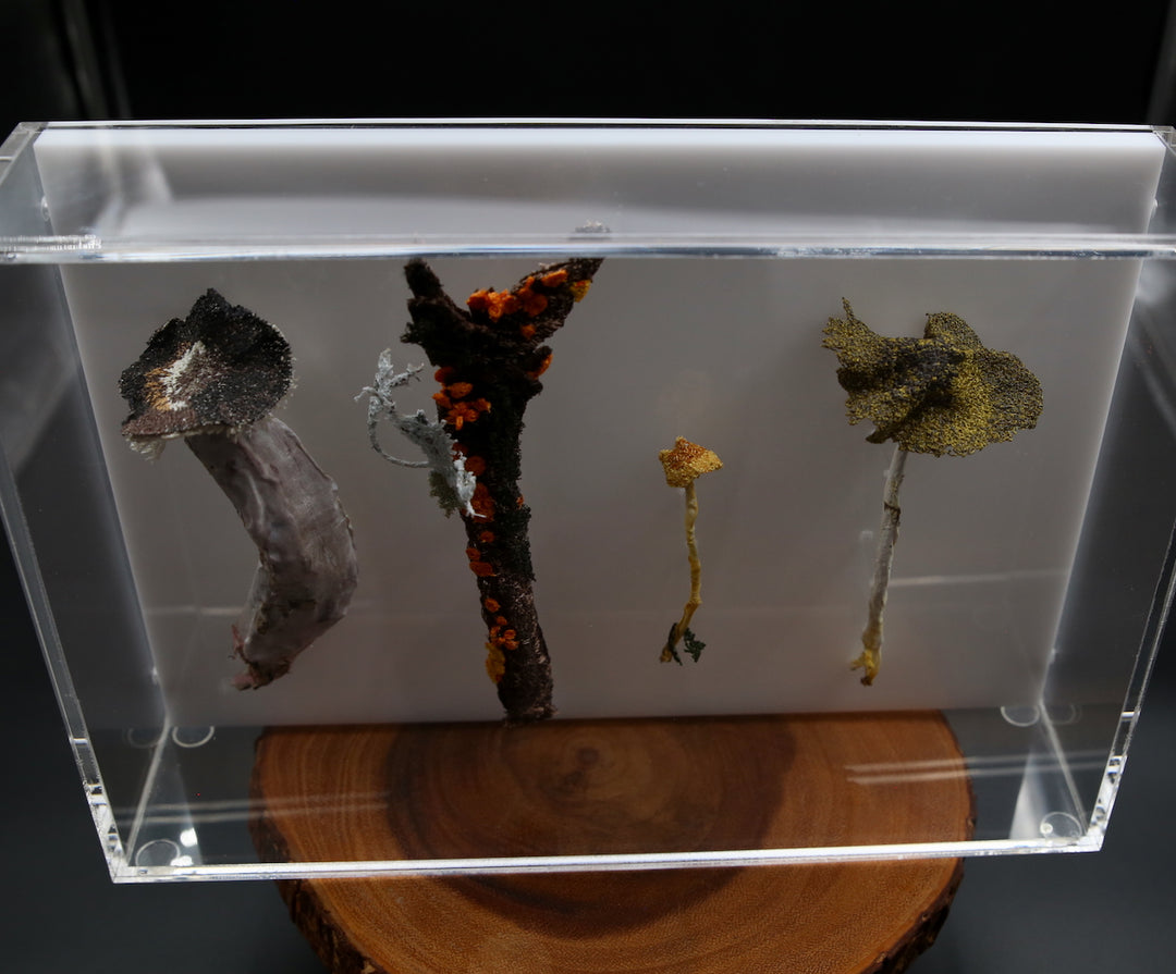 Fungi of New Zealand 3D Thread Sculpture #11.