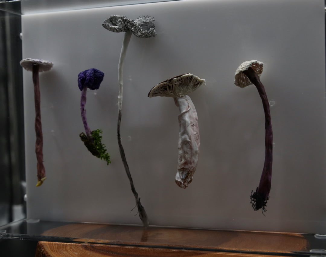 Fungi of New Zealand 3D Thread Sculpture #7.