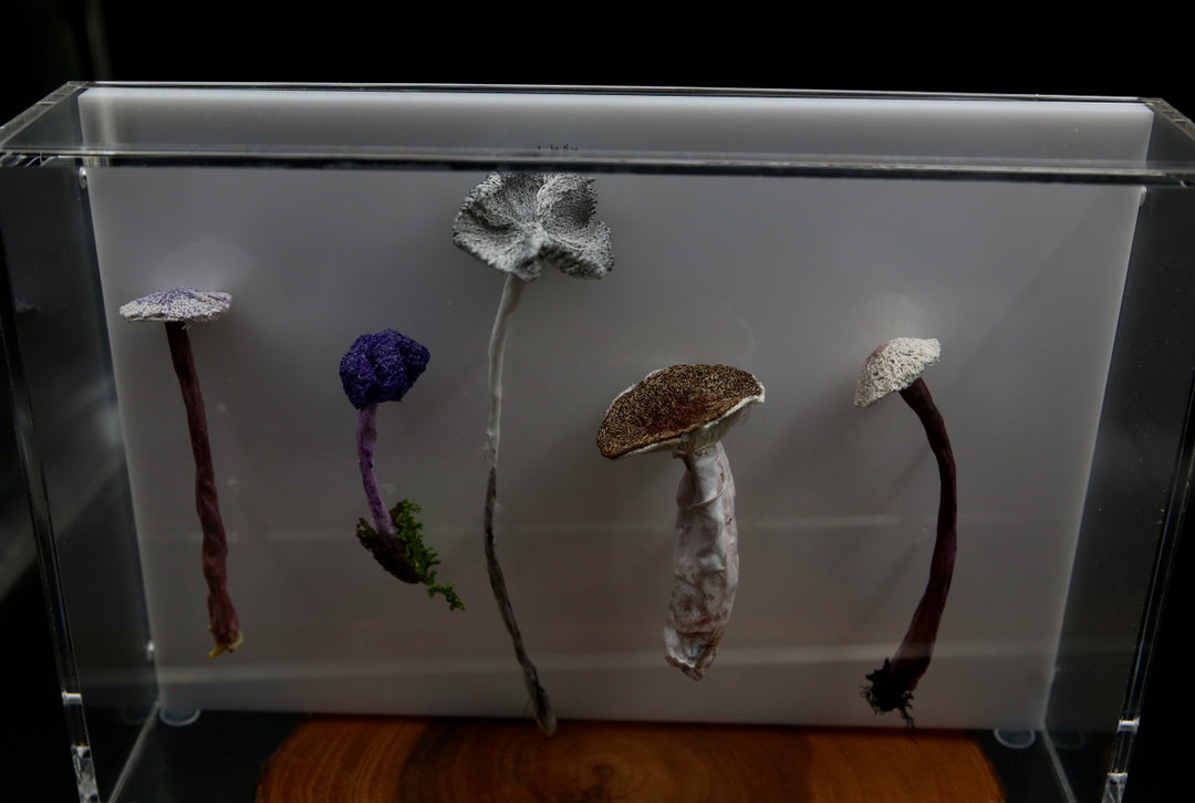 Fungi of New Zealand 3D Thread Sculpture #7.