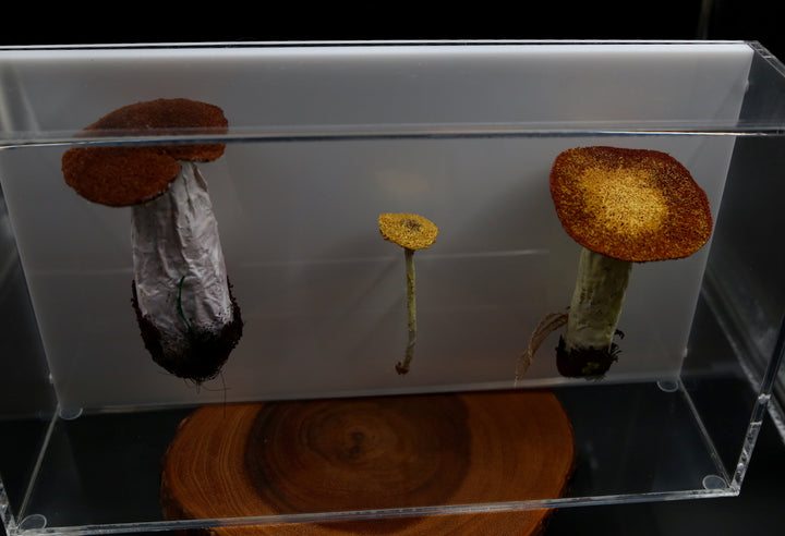 Fungi of New Zealand 3D Thread Sculpture #10.