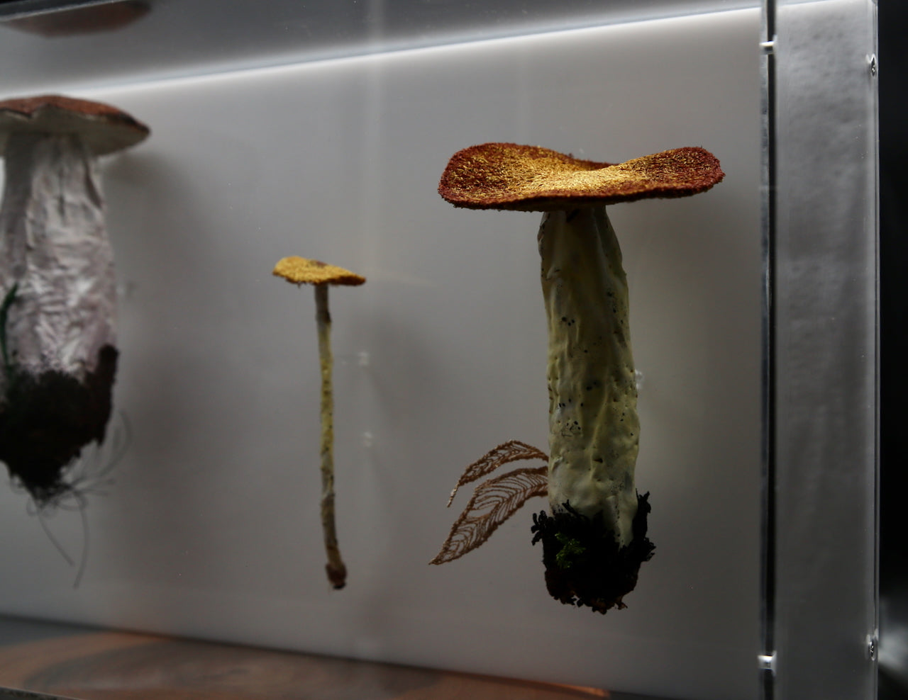 Fungi of New Zealand 3D Thread Sculpture #10.
