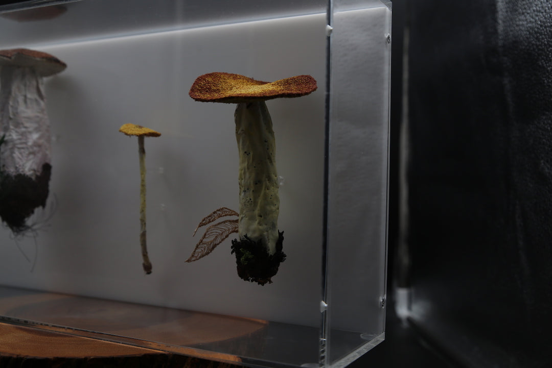 Fungi of New Zealand 3D Thread Sculpture #10.