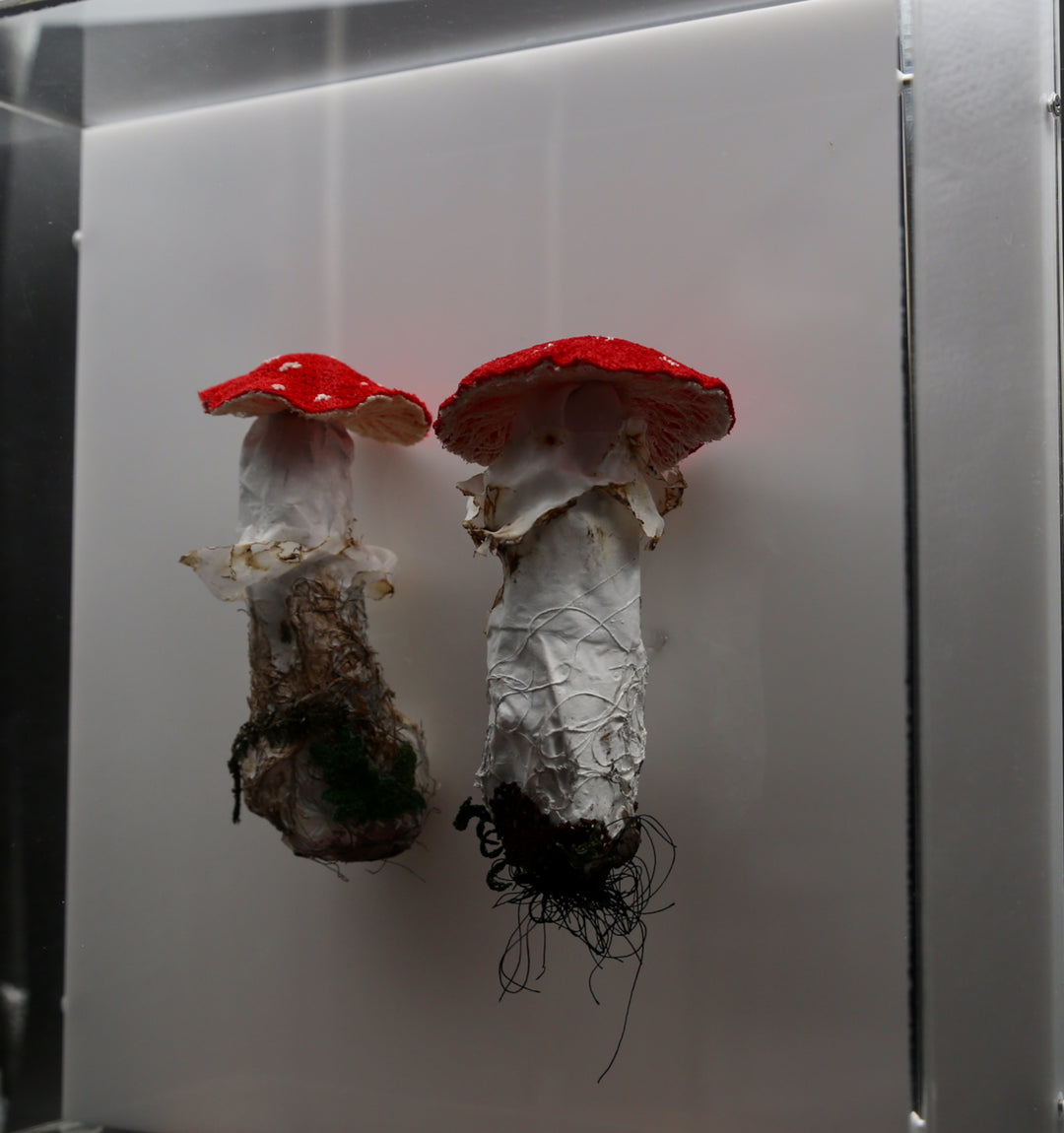 Amanita fungi of New Zealand 3D Thread Sculpture. #3.