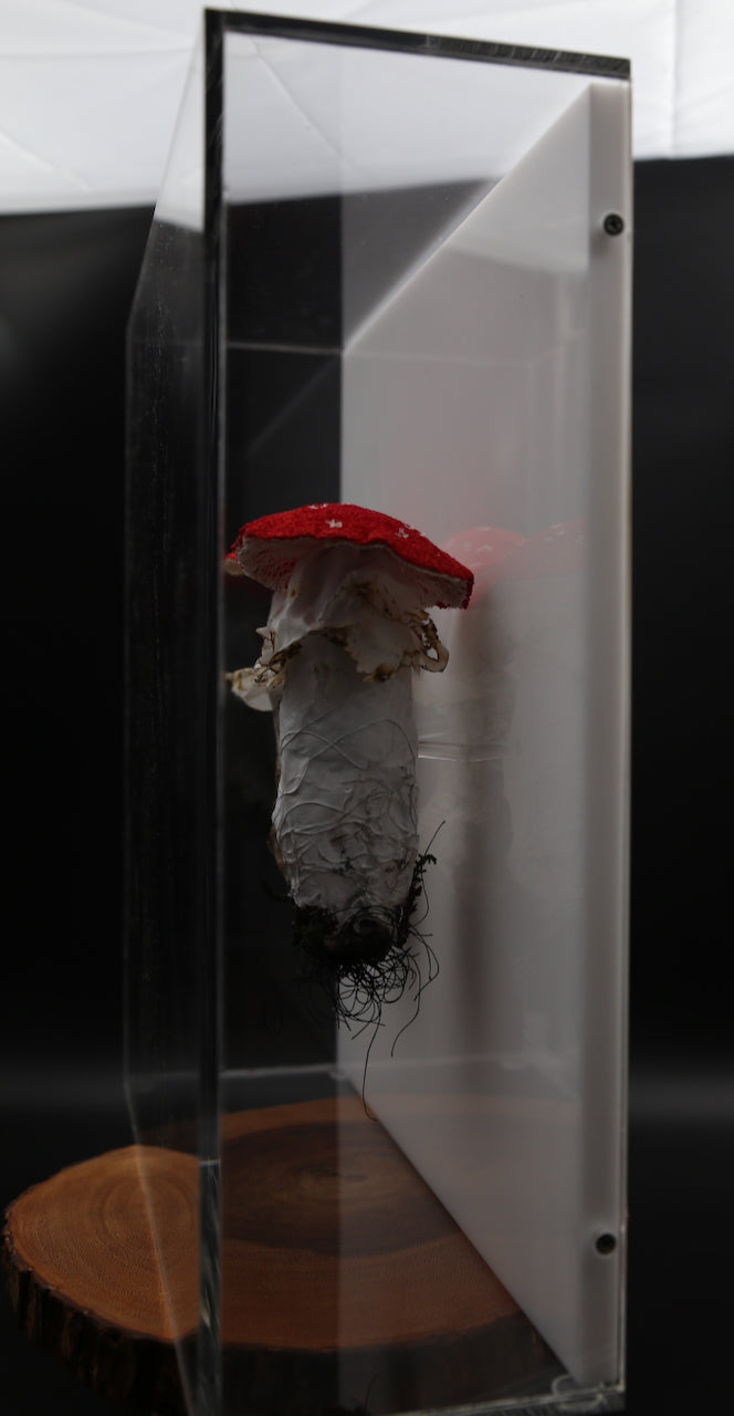 Amanita fungi of New Zealand 3D Thread Sculpture. #3.