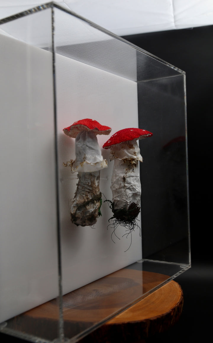 Amanita fungi of New Zealand 3D Thread Sculpture. #3.
