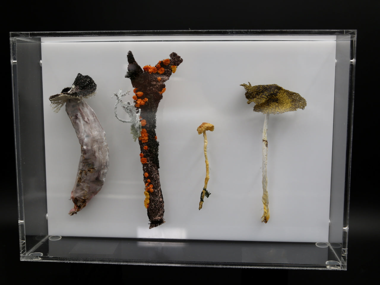 Fungi of New Zealand 3D Thread Sculpture #11.