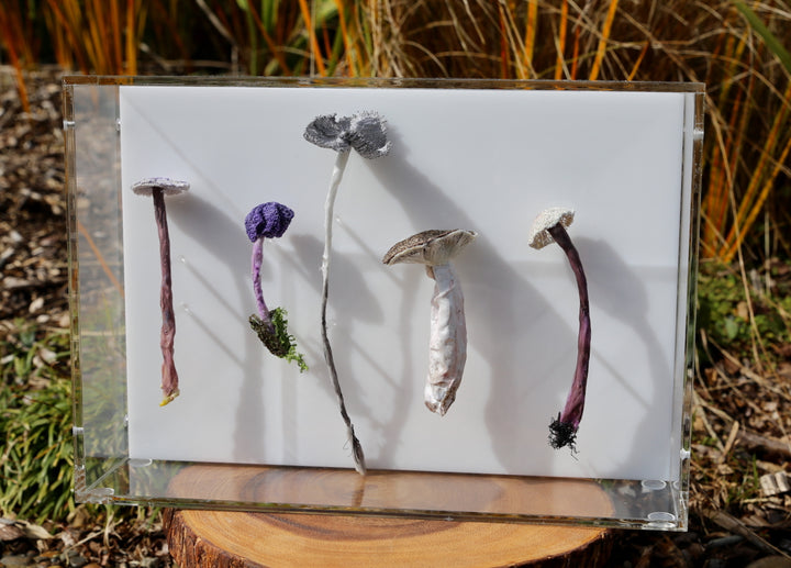 Fungi of New Zealand 3D Thread Sculpture #7.