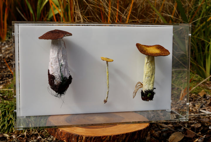Fungi of New Zealand 3D Thread Sculpture #10.