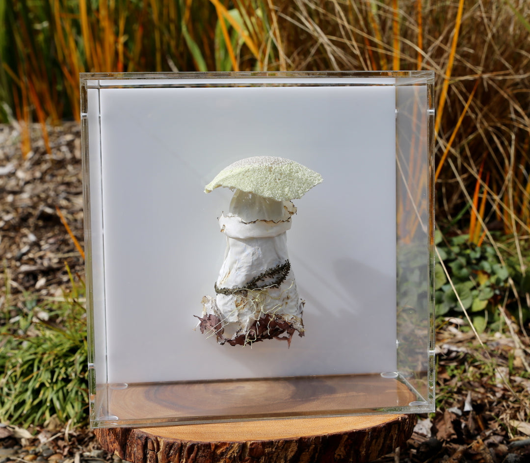Deathcap Fungi 3D Thread Sculpture #7.