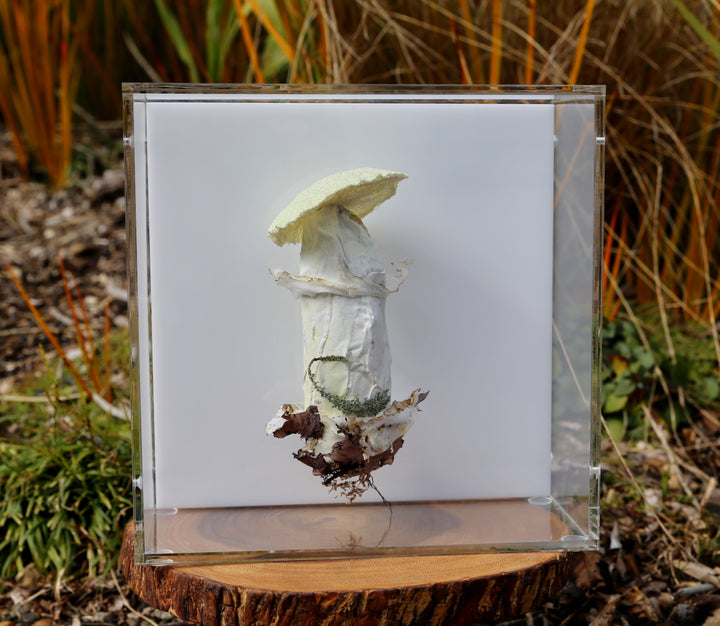 Deathcap Fungi 3D Thread Sculpture #6.