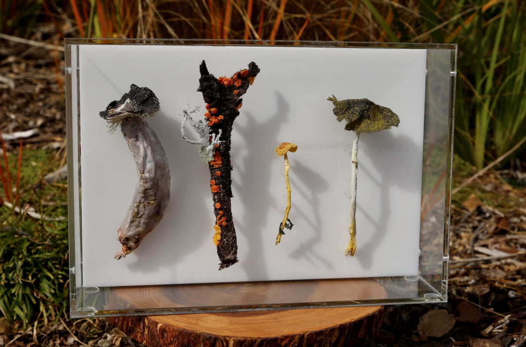 Fungi of New Zealand 3D Thread Sculpture #11.