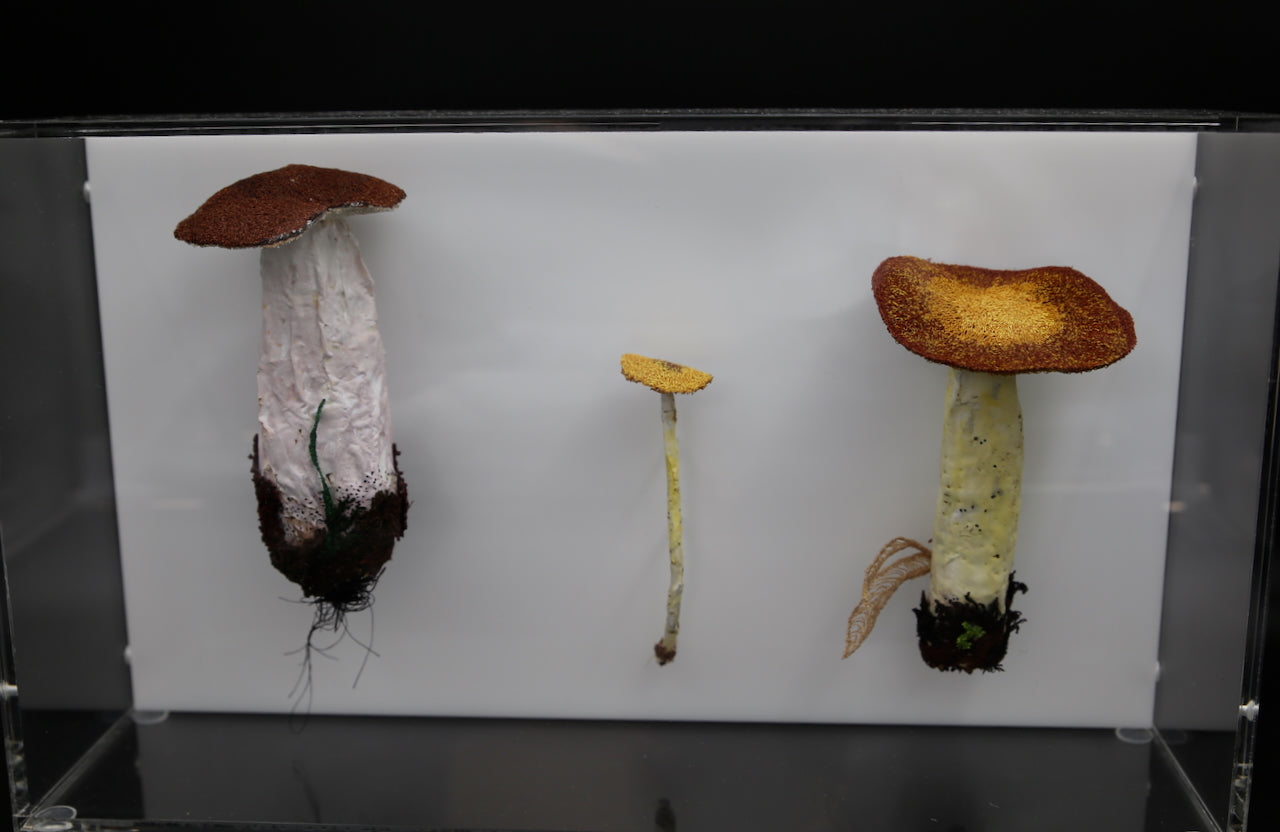 Fungi of New Zealand 3D Thread Sculpture #10.