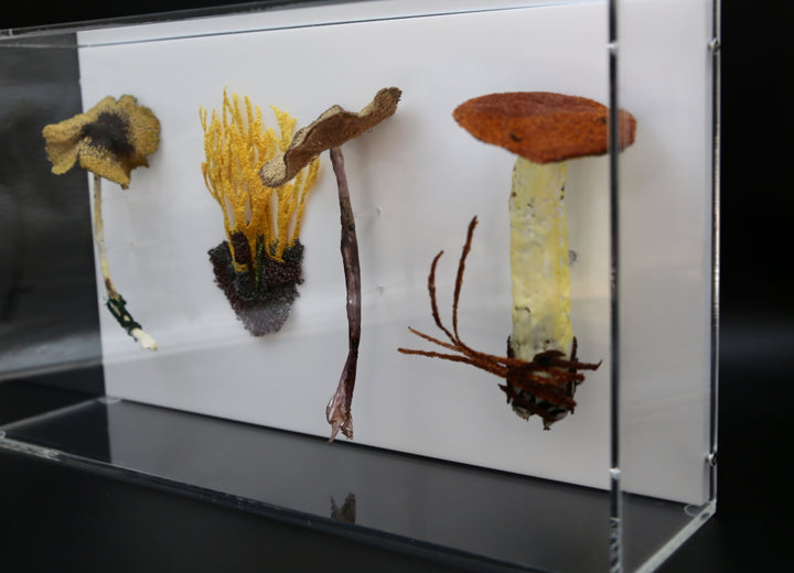 Fungi of New Zealand 3D Thread Sculpture #12.