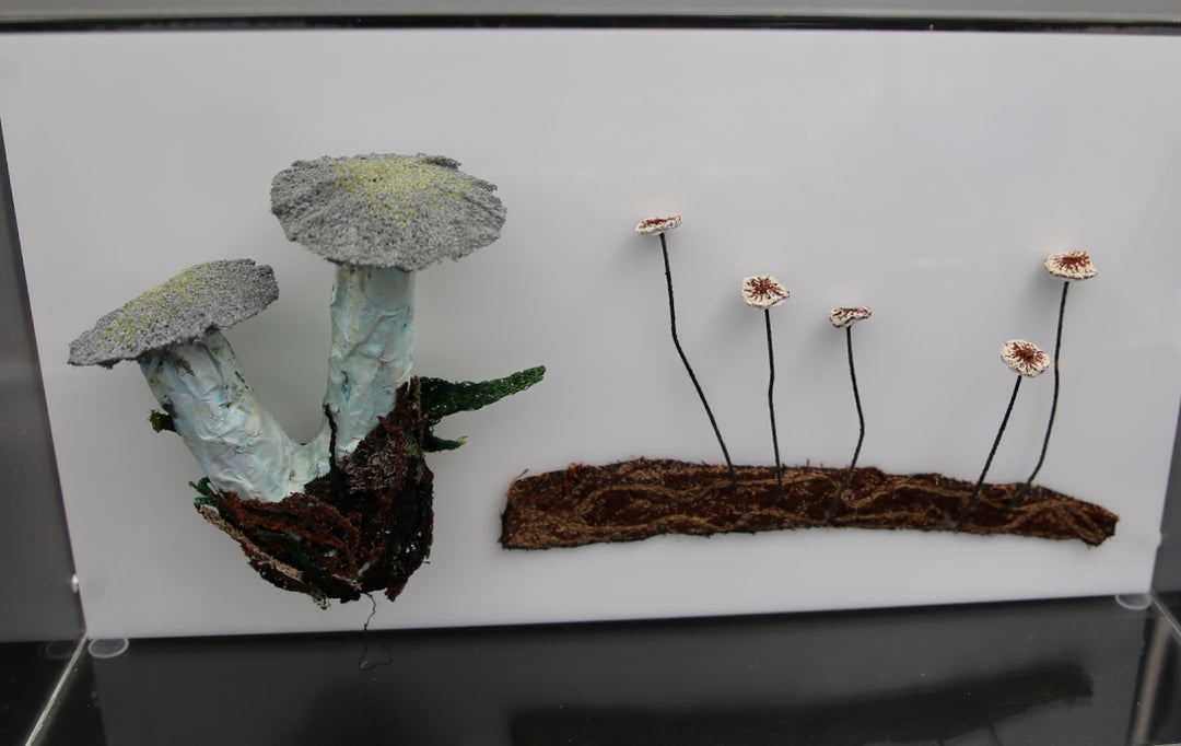 Fungi of New Zealand 3D Thread Sculpture #15.