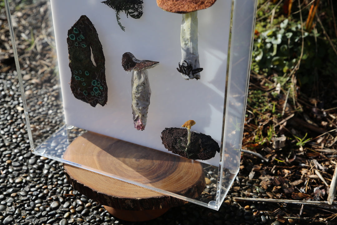 Fungi of New Zealand 3D Thread Sculpture #17.