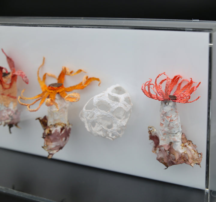 Stinkhorn fungi of New Zealand 3D Thread Sculpture.