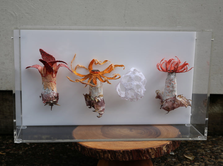 Stinkhorn fungi of New Zealand 3D Thread Sculpture.