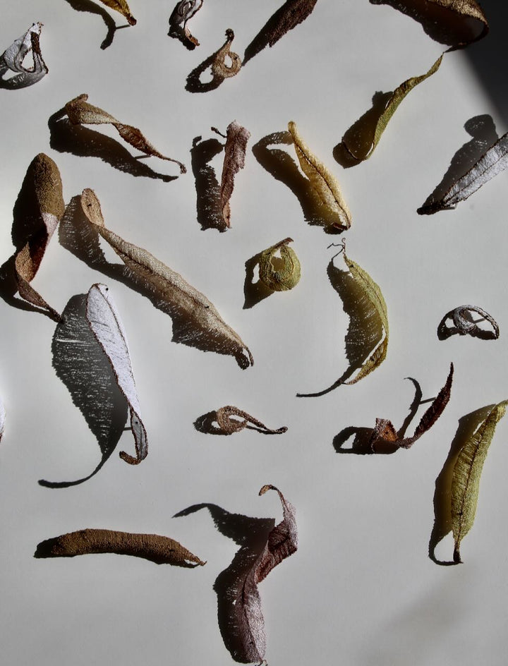Banksia leaf formations 3D Thread Sculpture.