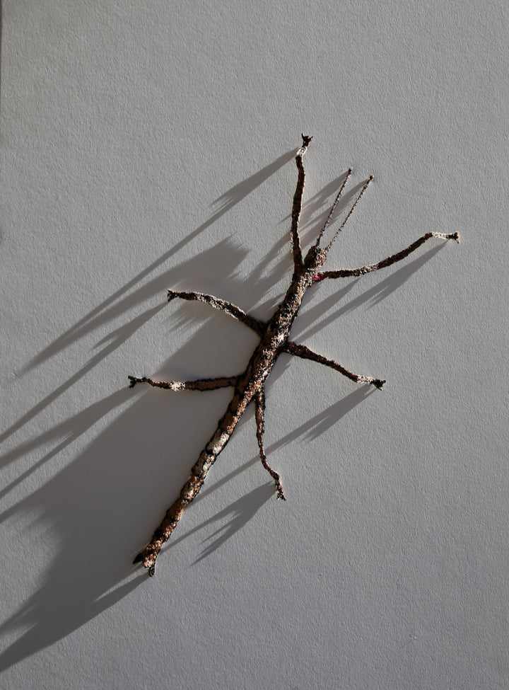 Smooth stick insect 3D Thread Sculpture