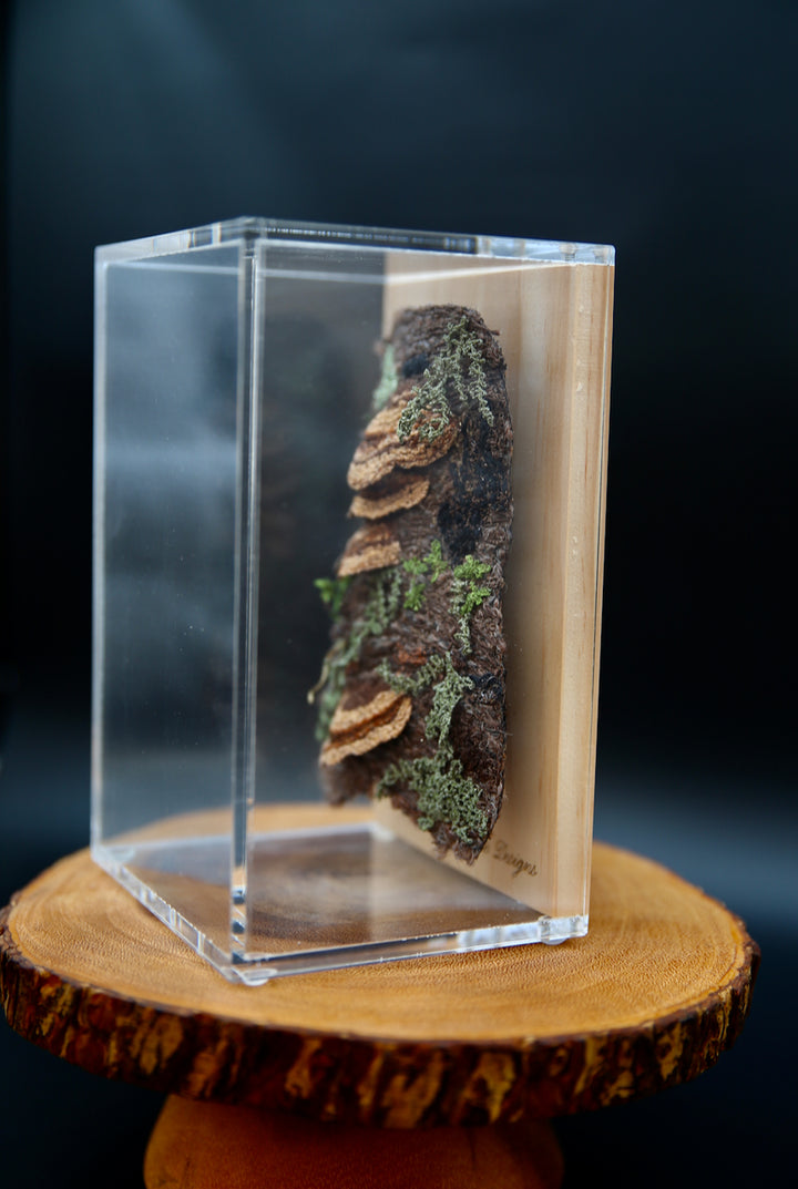 Bracket fungi on bark 3D Thread Sculpture.