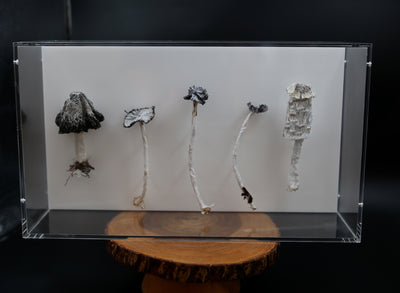 Ink cap Fungi 3D Thread Sculpture #3.