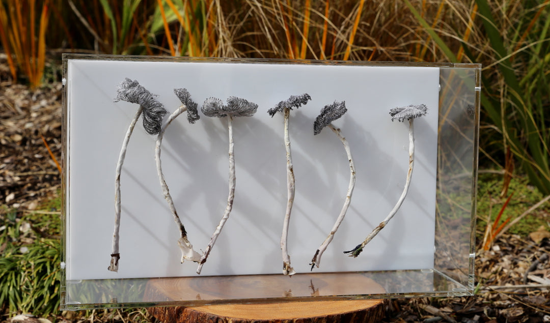 Inkcap Fungi 3D Thread Sculpture #3.