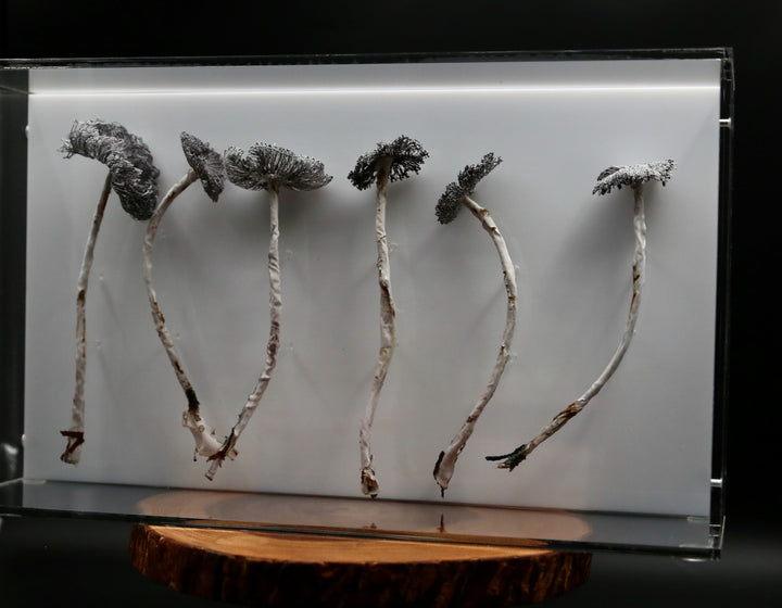 Inkcap Fungi 3D Thread Sculpture #3.