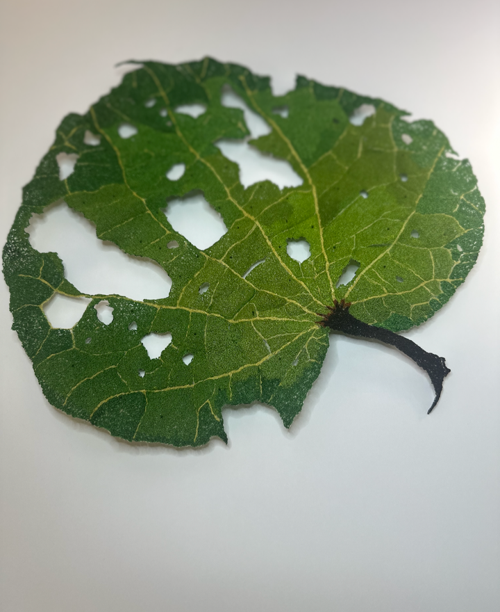 Giant Kawakawa Leaf 3D Thread Sculpture #2.