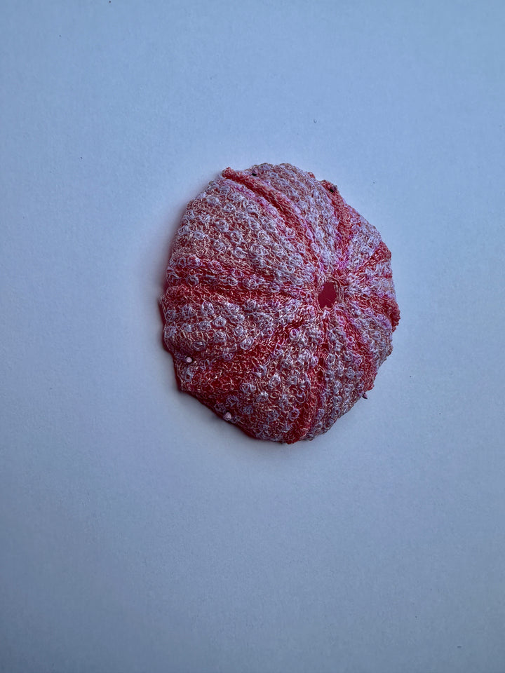 Kina Shell 3D Thread Sculpture #5.