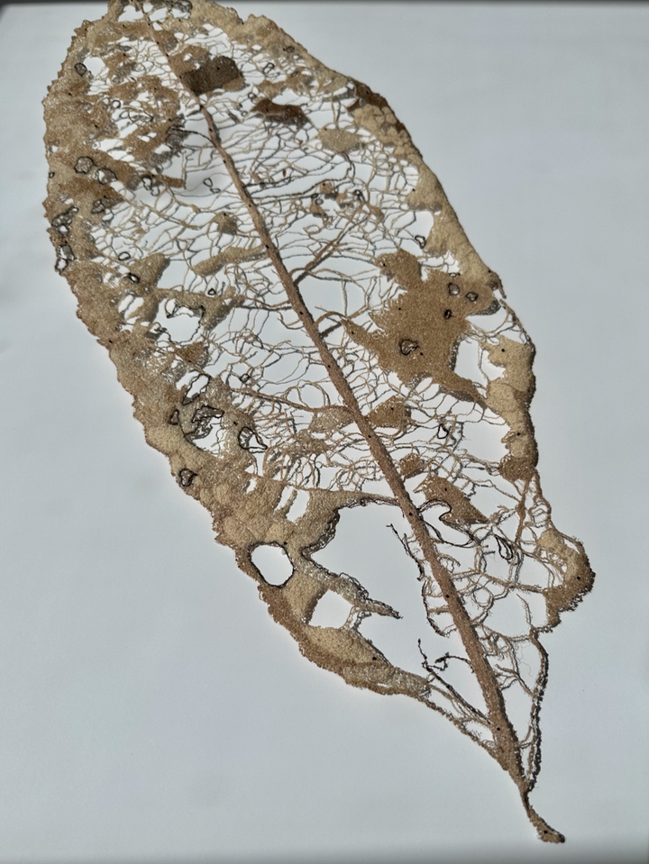 Giant Mahoe Leaf. 3D Thread Sculpture - Golden art award winning piece.