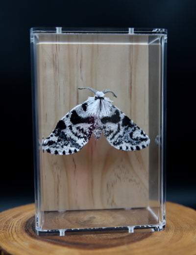 Lichen Moth 3D Thread Sculpture.