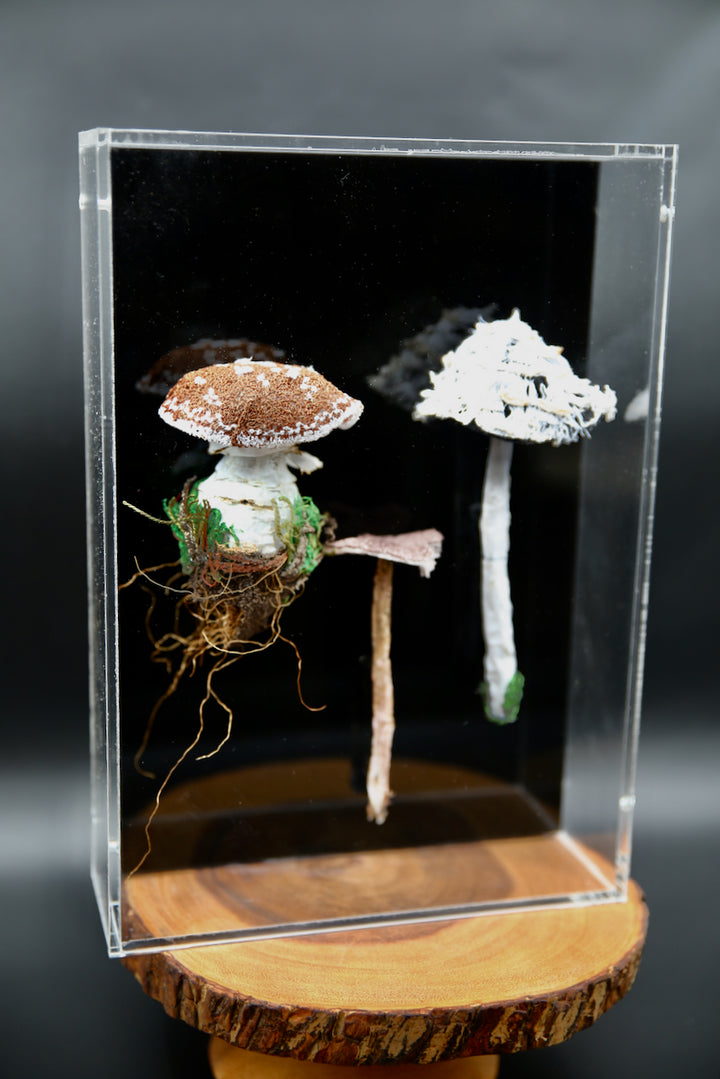 Fungi of New Zealand 3D Thread Sculpture #3.