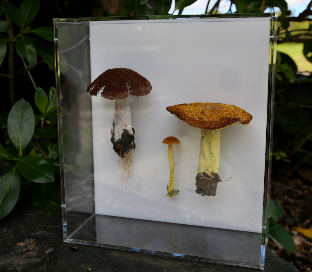 Fungi of New Zealand #2 3D Thread Sculpture.