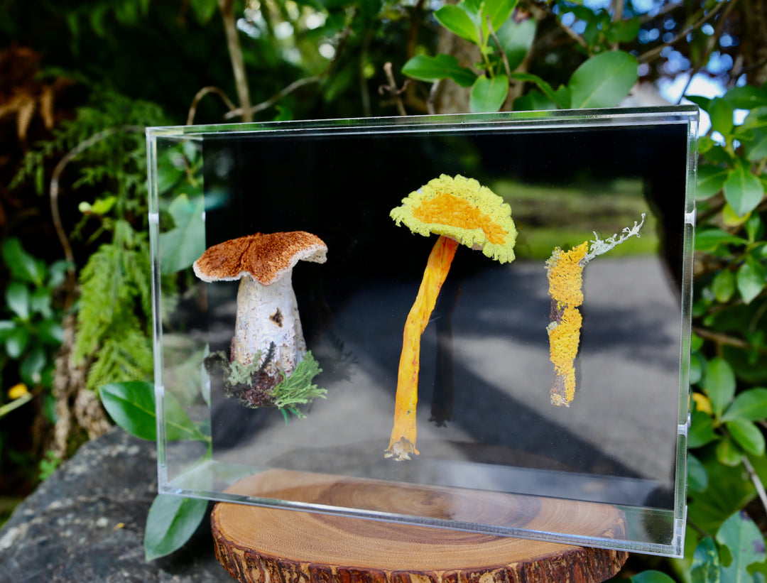 Fungi of New Zealand 3D Thread Sculpture #4.