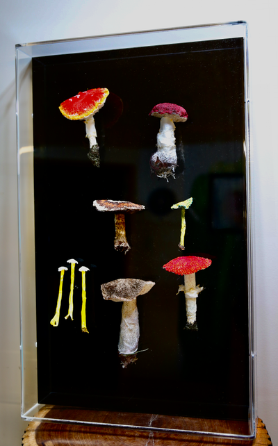 New Zealand fungi 3D sculptural embroidery.